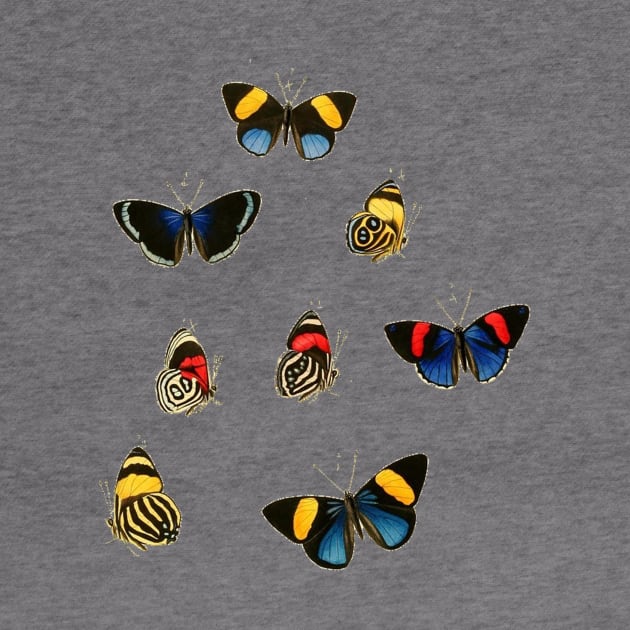 Butterflies by MiljanaVuckovic